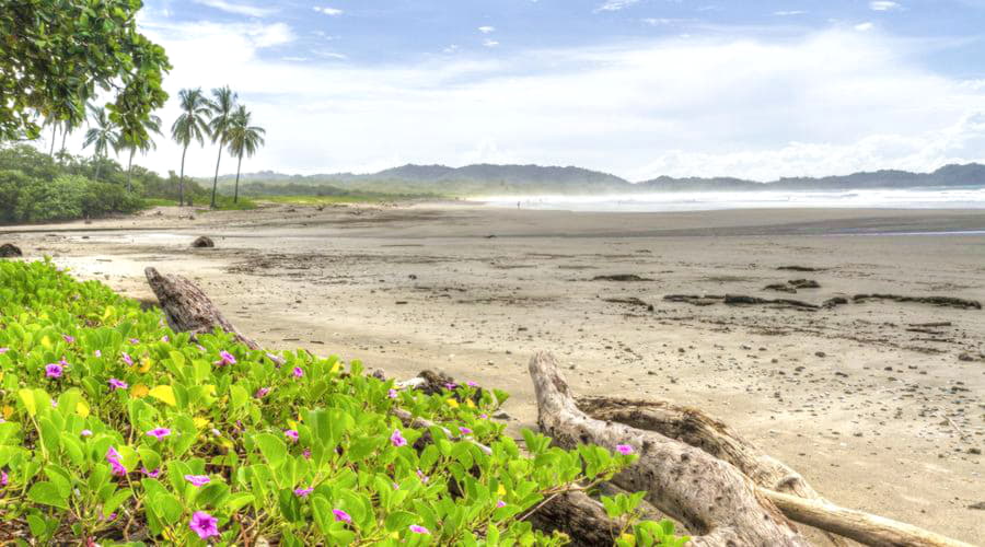 Las mejores opciones de alquiler de coches en Nosara